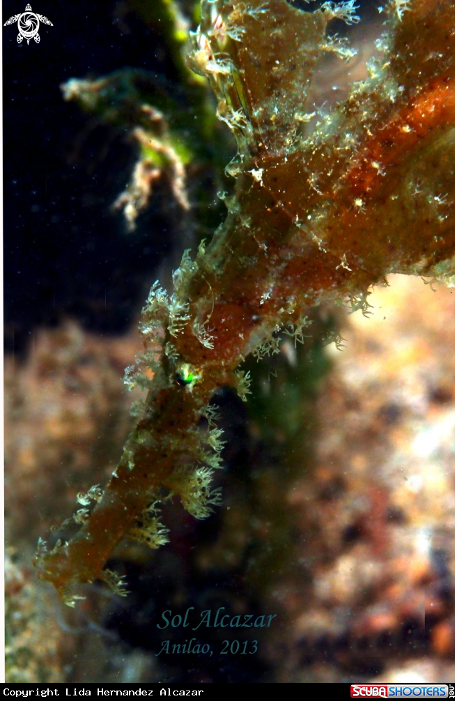 A underwater creature