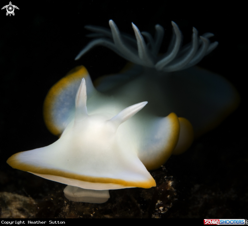 A Ardeadoris egretta