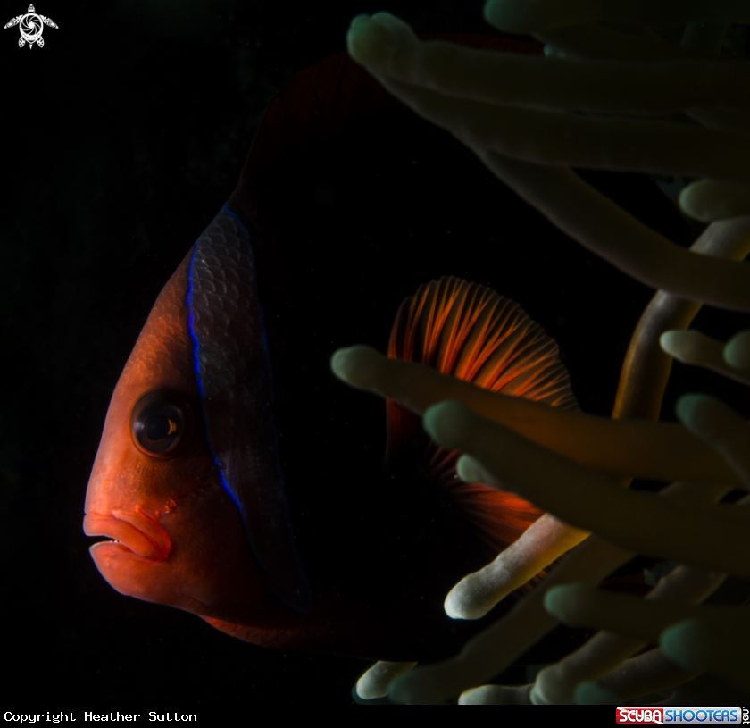 A Tomato  Anenomefish