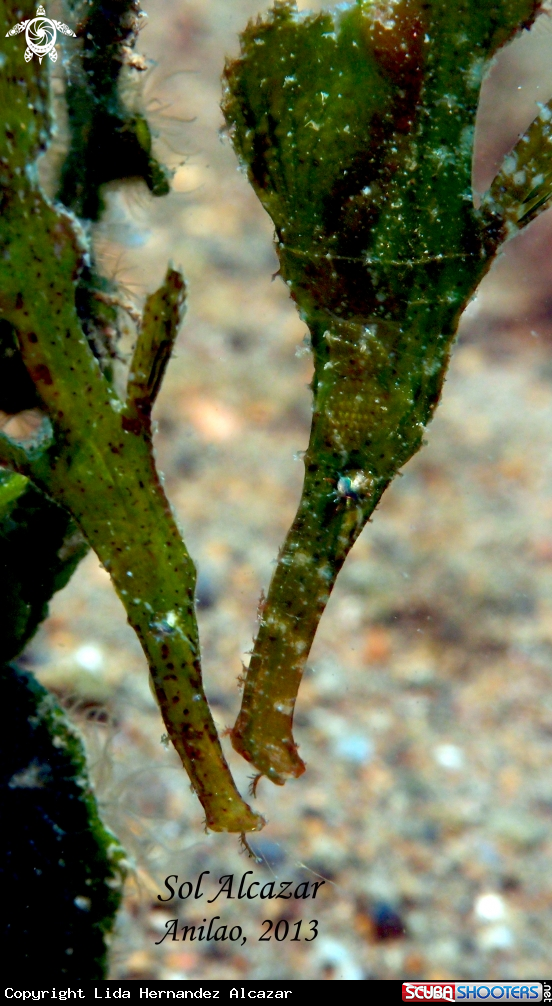 A underwater creature