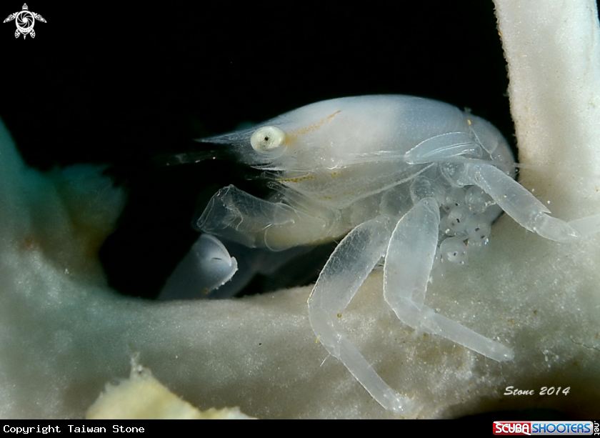 A Crab