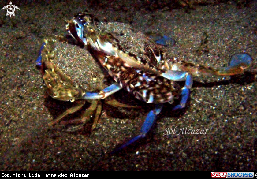 A underwater creature