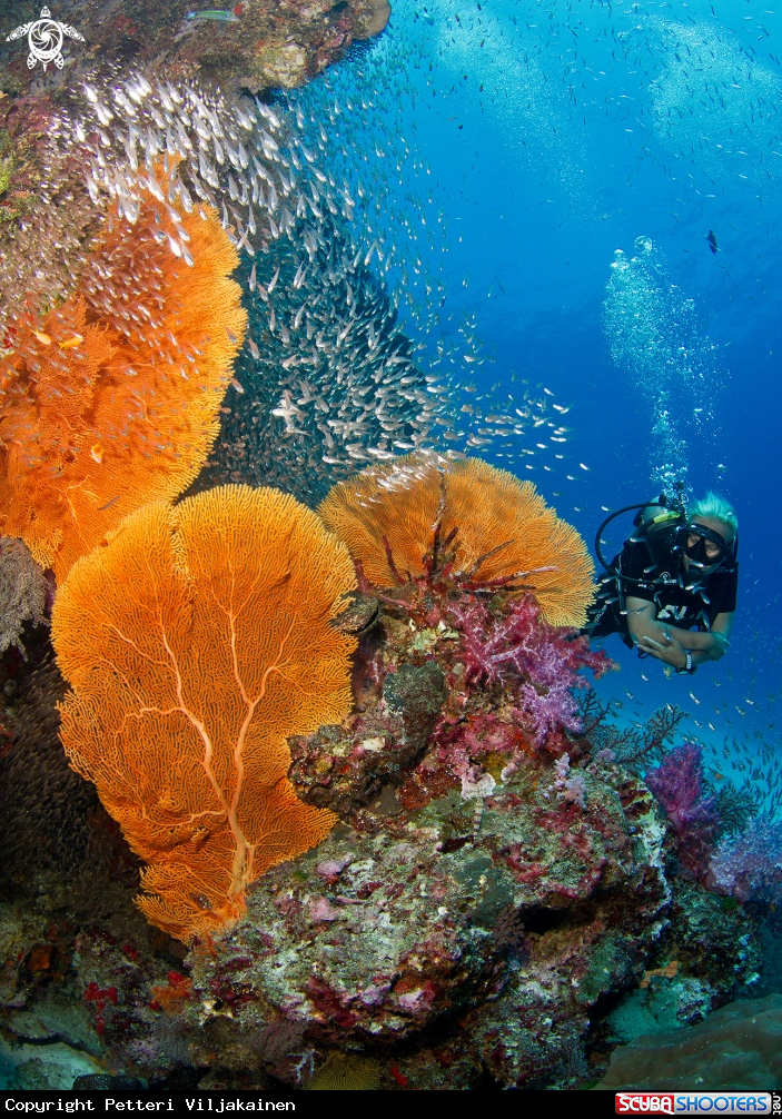 A Fan coral