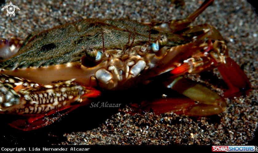 A underwater creature