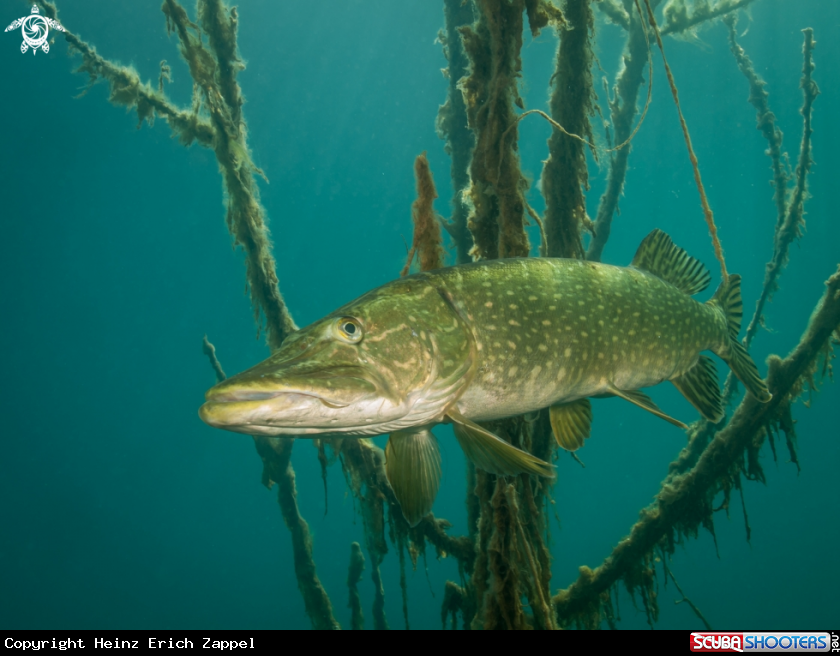 A Esox lucius