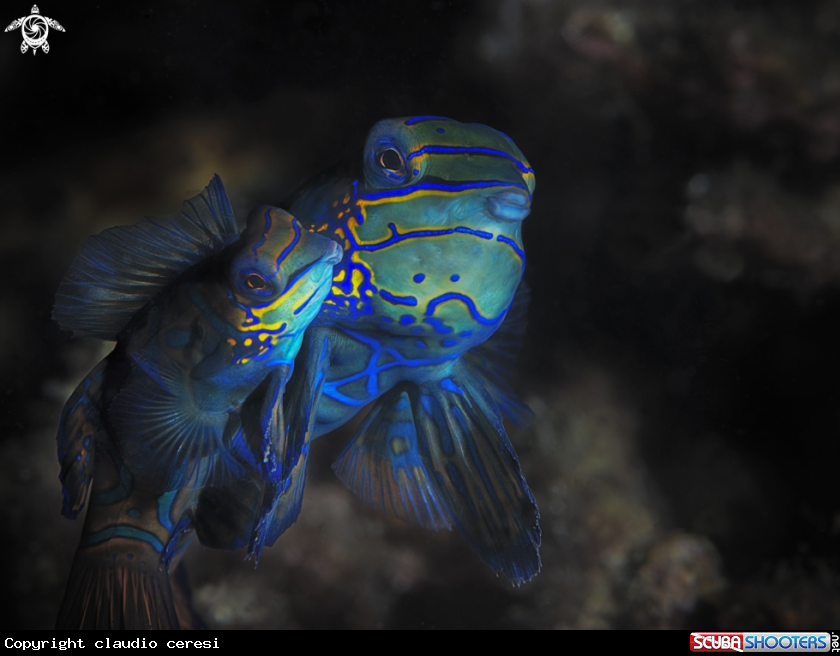 A mandarin fish