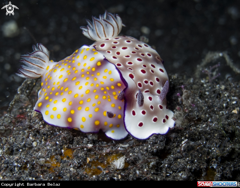 A Nudibranch