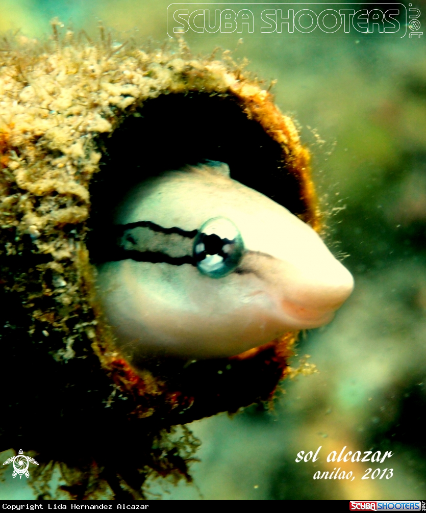 A underwater creature