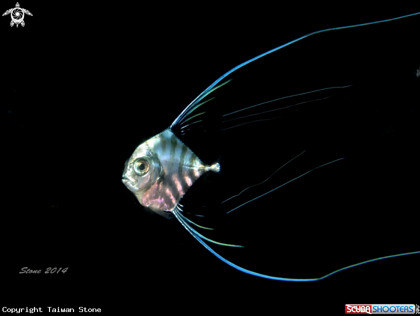 A Jackfish