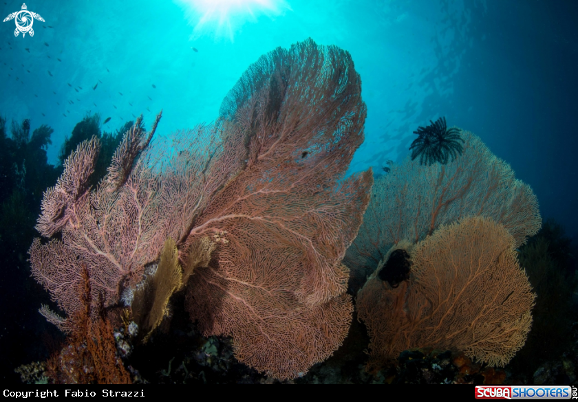 A Gorgonian