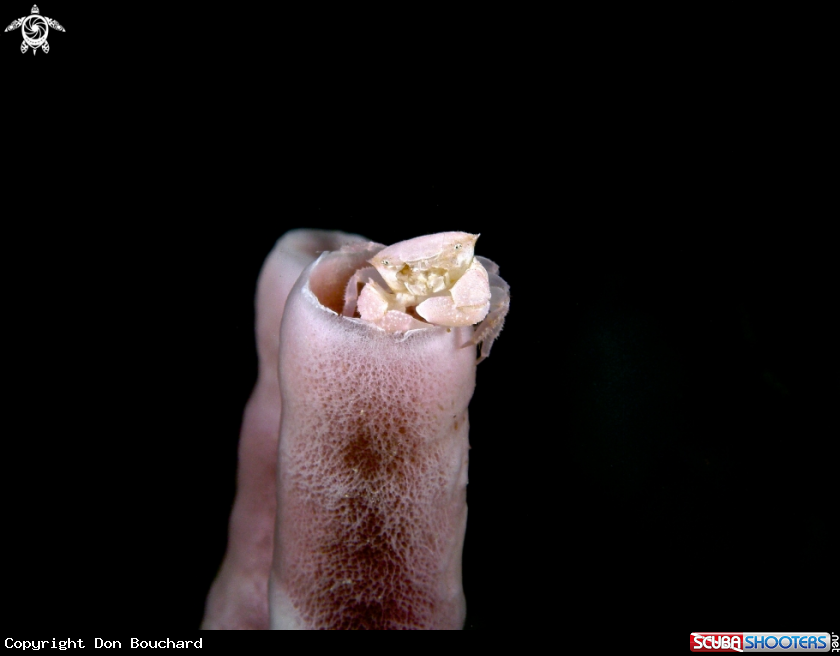 A Pink tube sponge crab