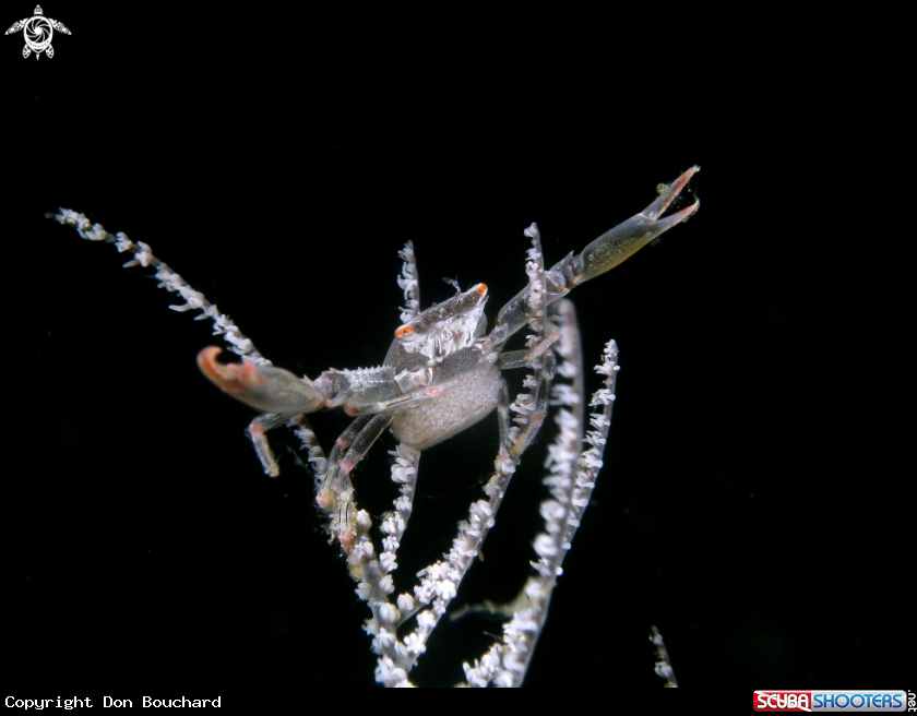 A Black Coral Crab