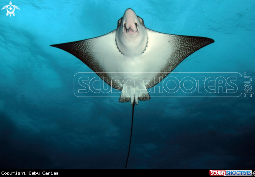A Eagle Ray