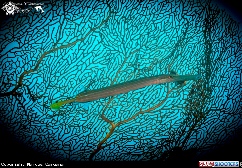 A Trumpet Fish