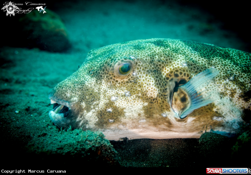A Puffer Fish