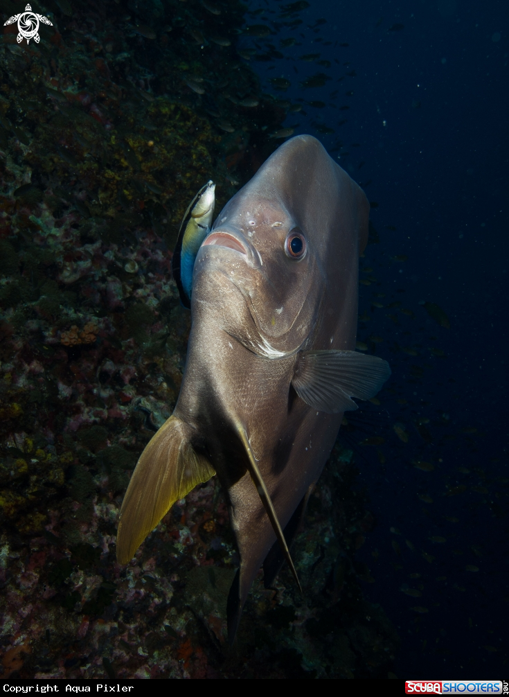 A Longfin Batfish
