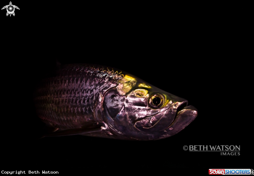 A Tarpon