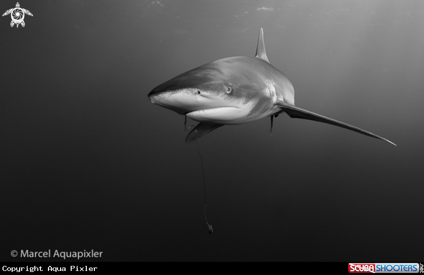 A Oceanic White Tip Shark