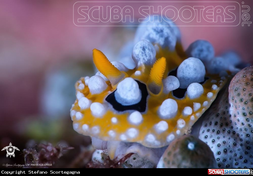 A Phyllidia ocellata