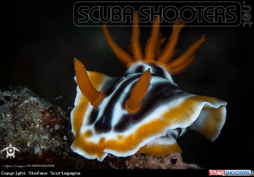 A Chromodoris magnifica