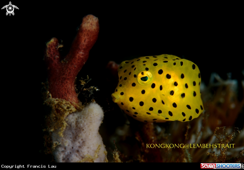 A Box fish