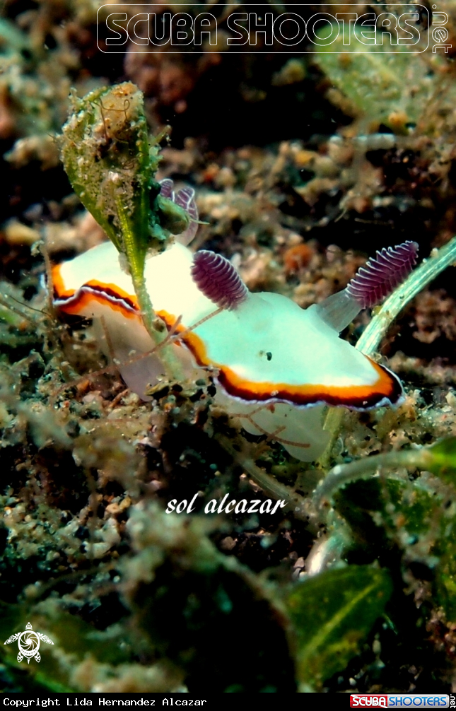 A underwater creature