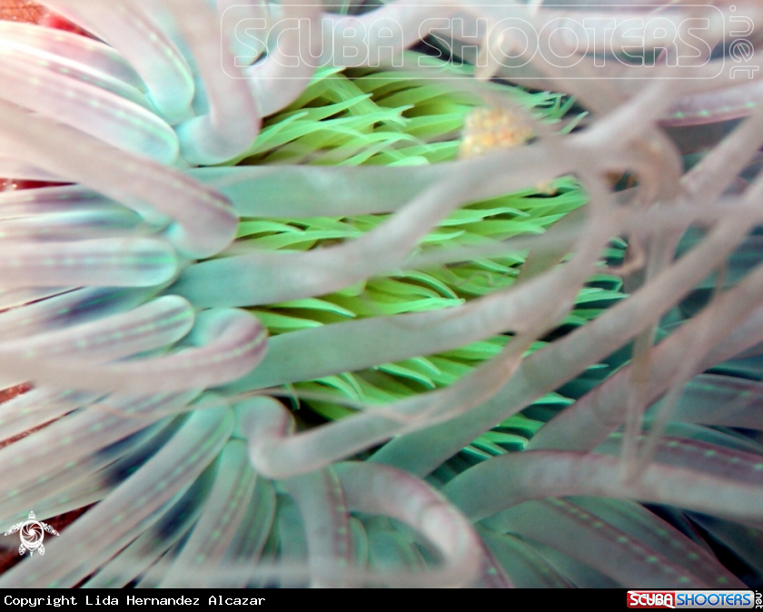 A underwater creature