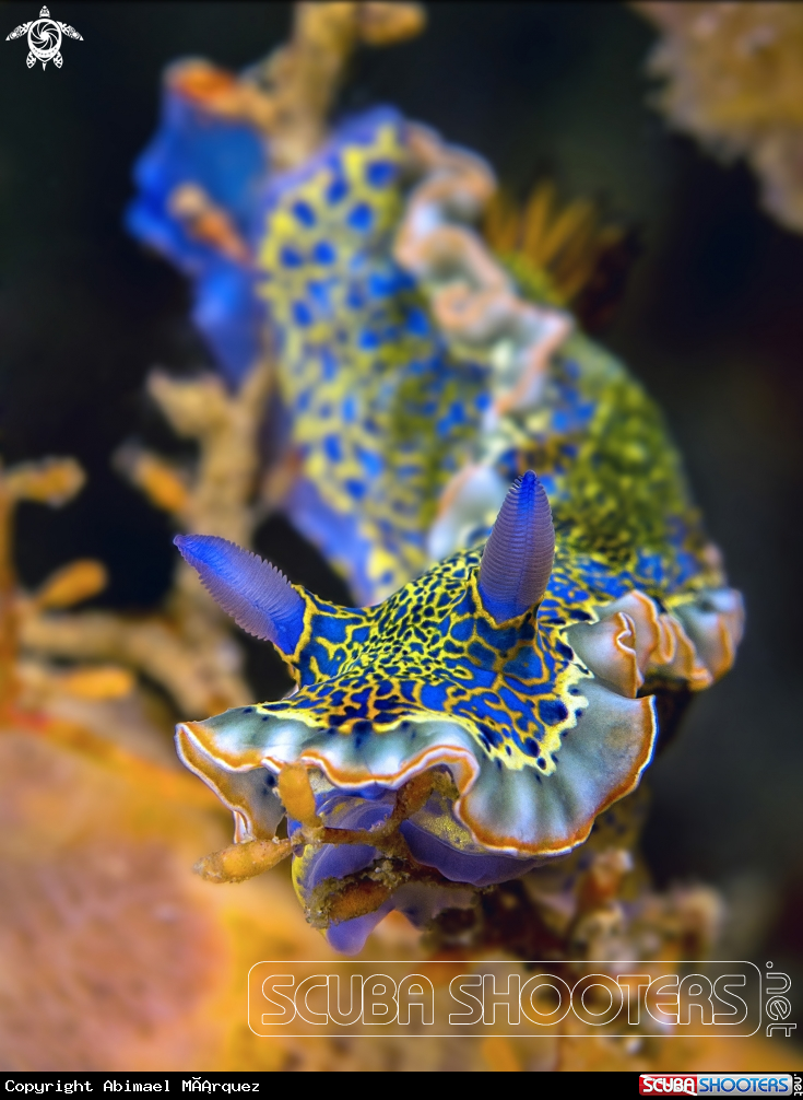 A Nudibranch