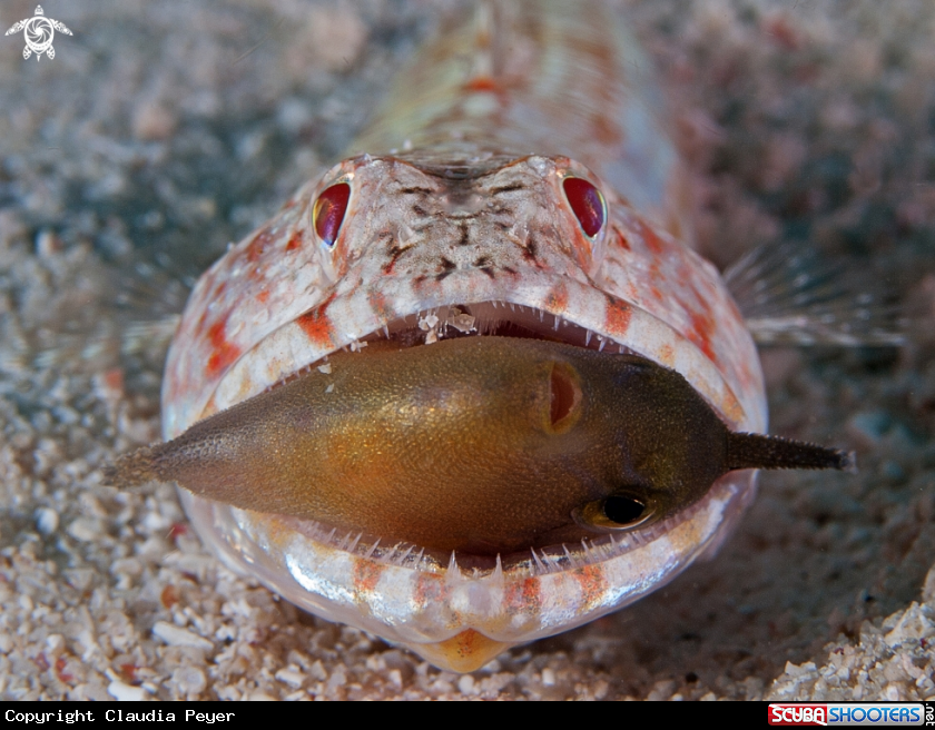 A Lizardfish eats small reef-fish