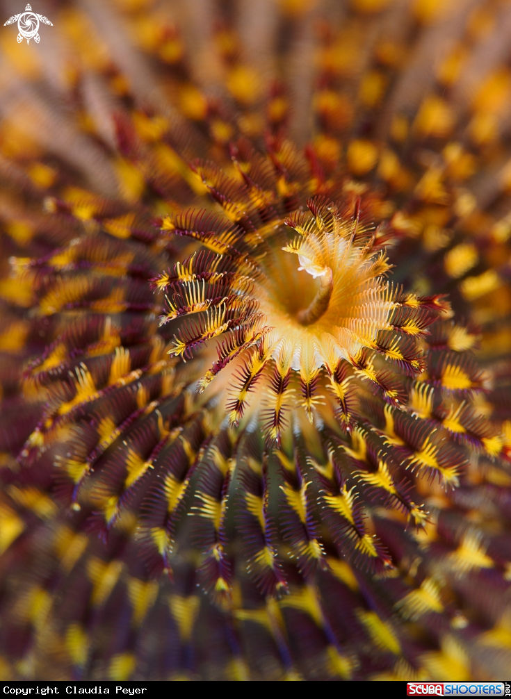 A Christmastree tubeworm