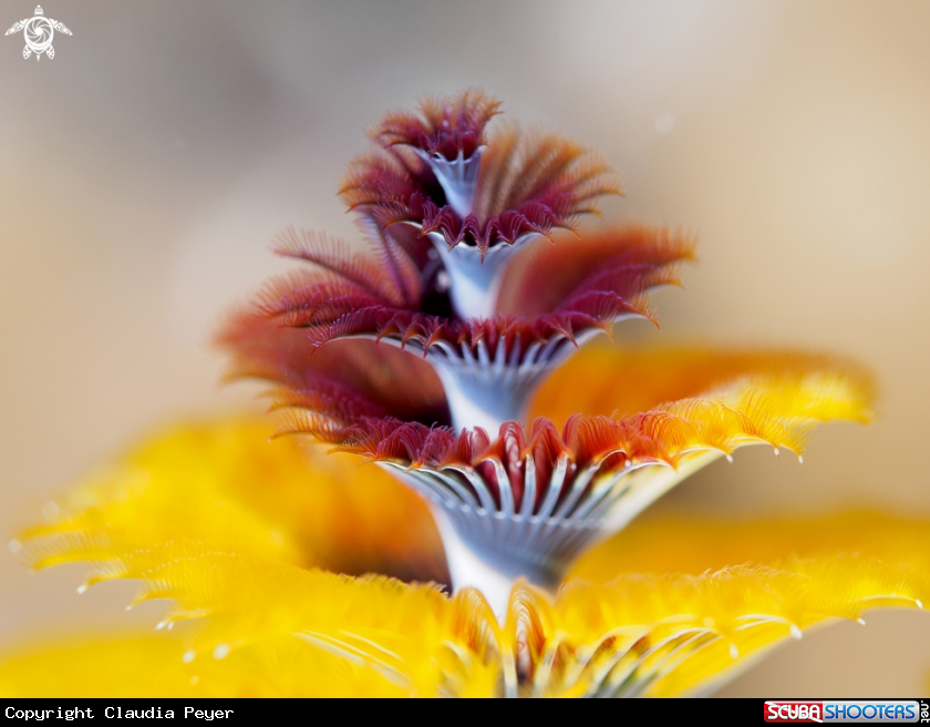 A Christmastree tubeworm