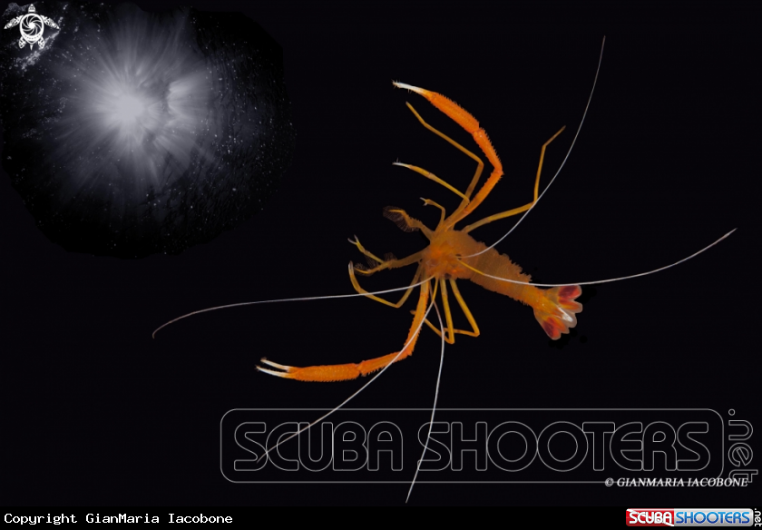 A Night shrimp