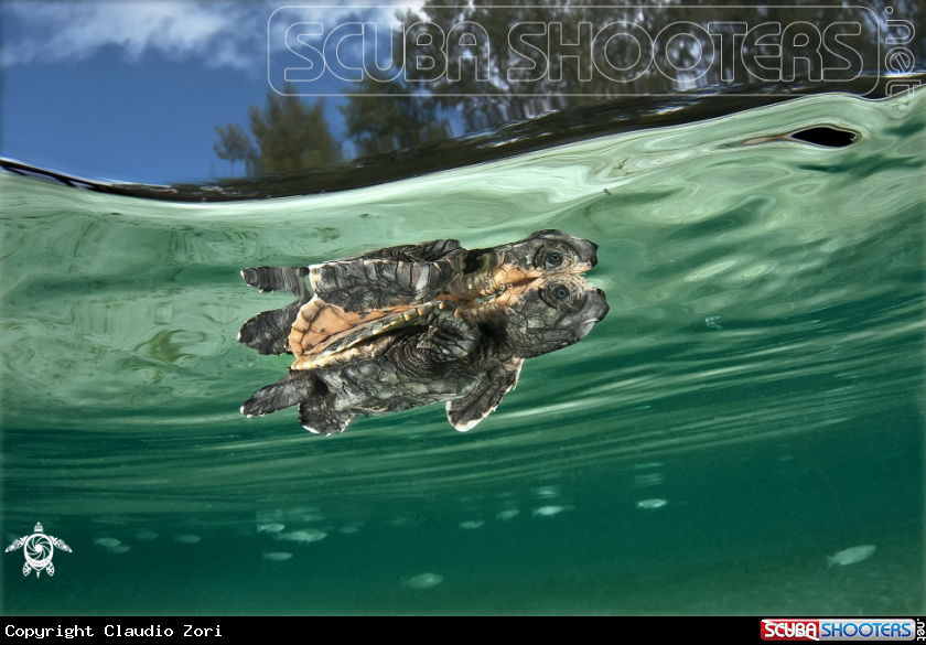 A turtle