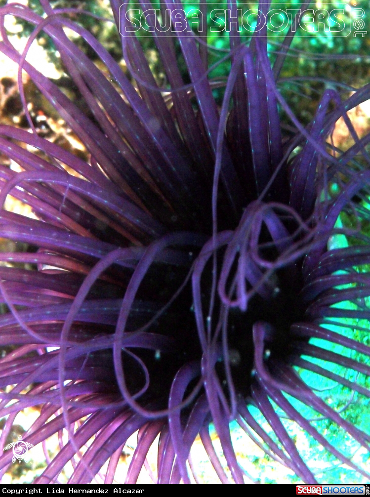 A underwater creature