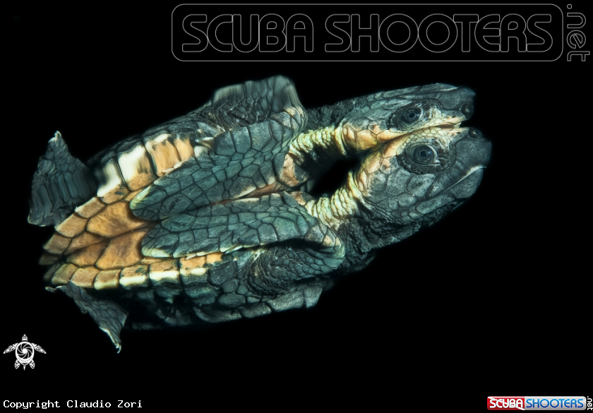 A turtle