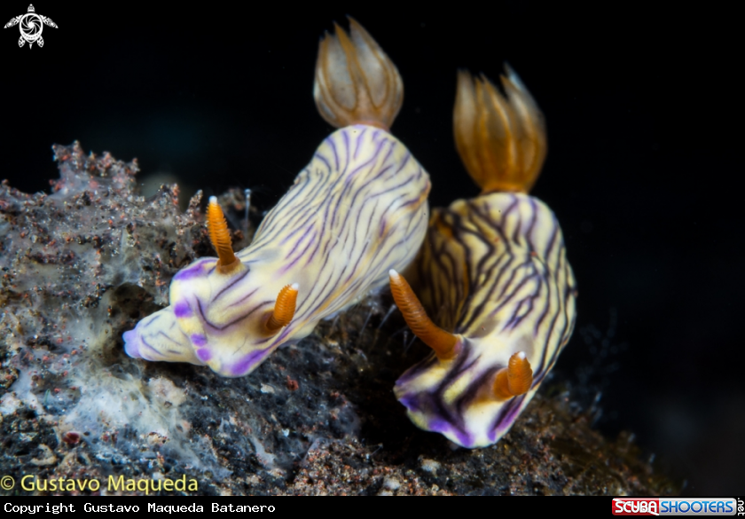 A Pareja de Nudis