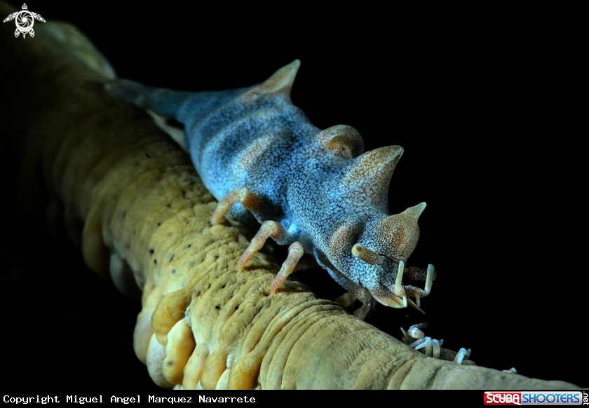 A Gamba Dragon