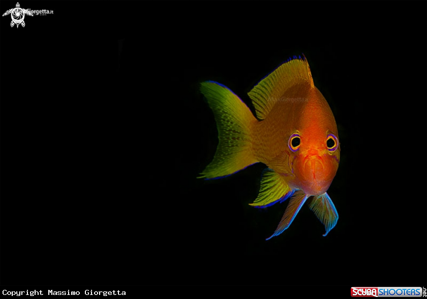 A anthias
