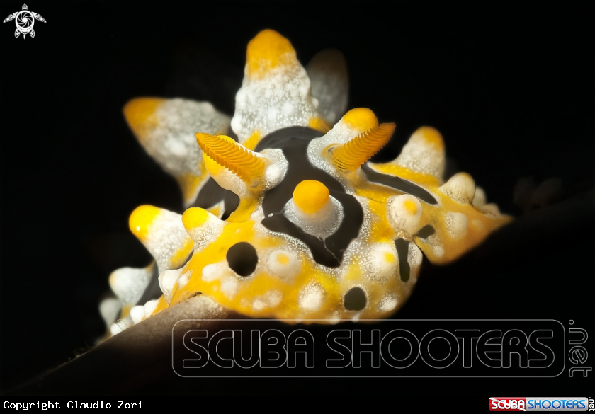 A Phyllidia sp.