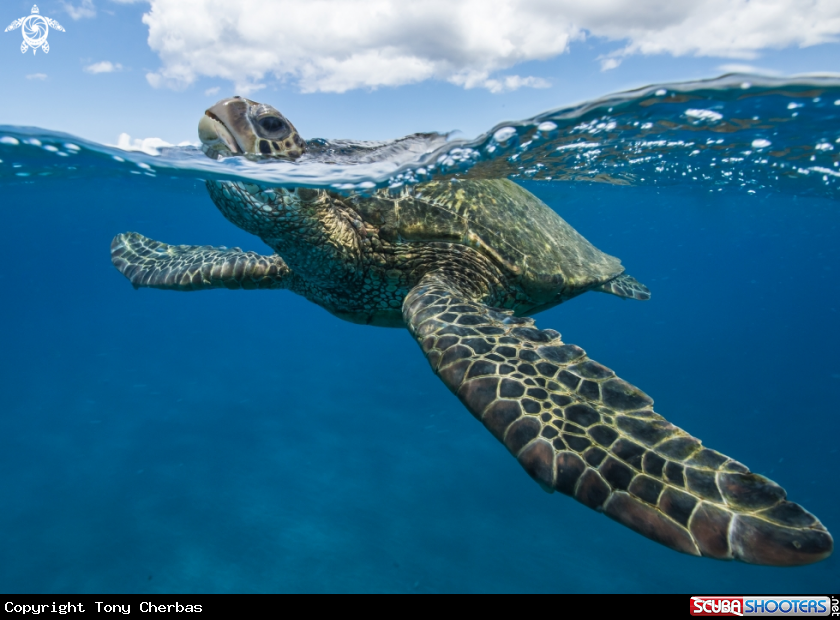 A Green Sea Turtle 