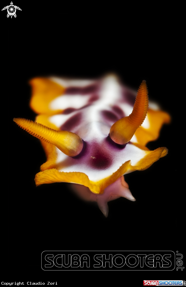 A Chromodoris sp.