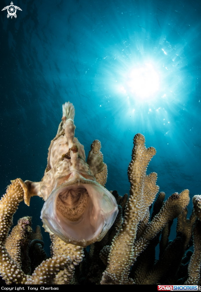 A Frogfish