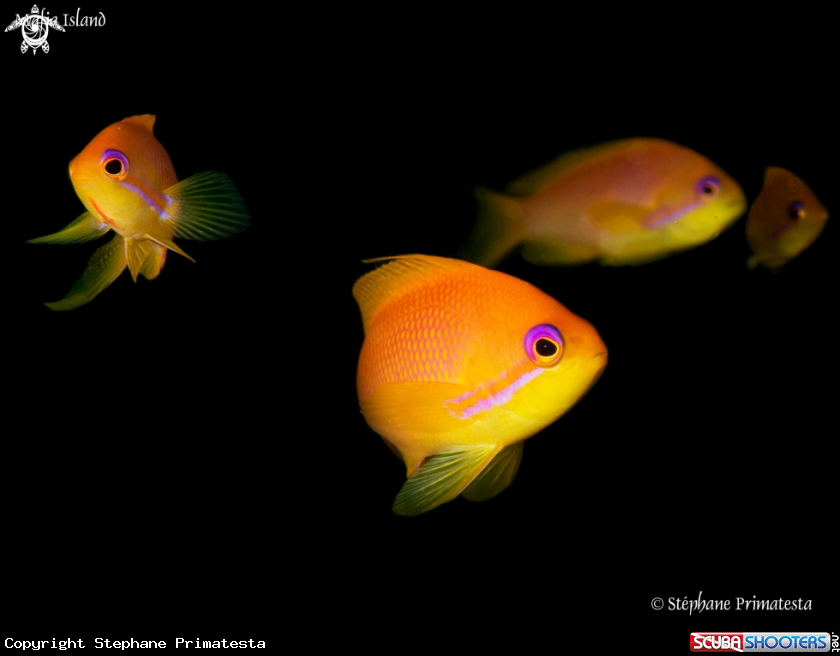 A Orange Basslet