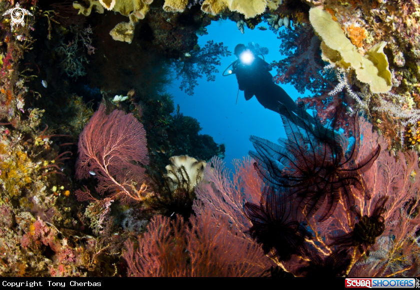 A Kim Bay Reefscape 