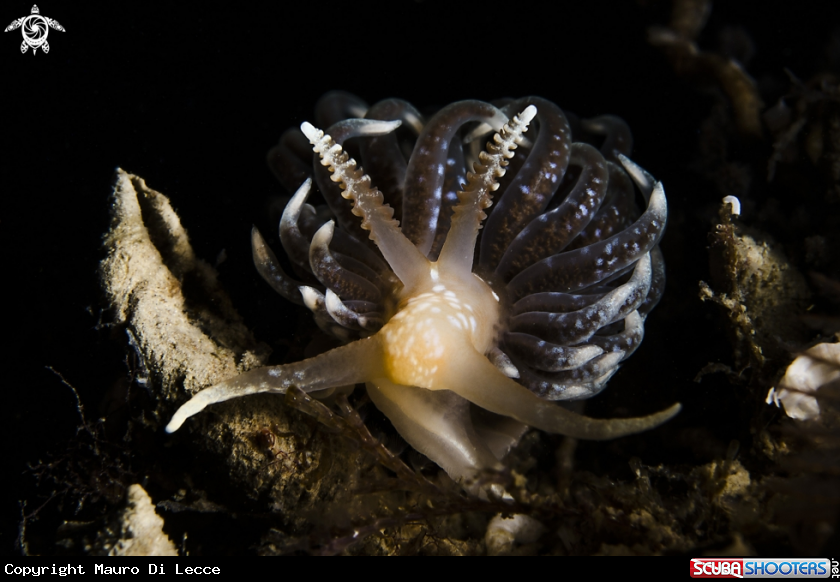 A SPURILLA NEAPOLITANA