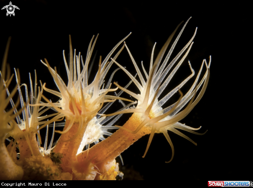 A SEA FLOWER