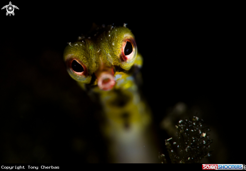 A Pipefish