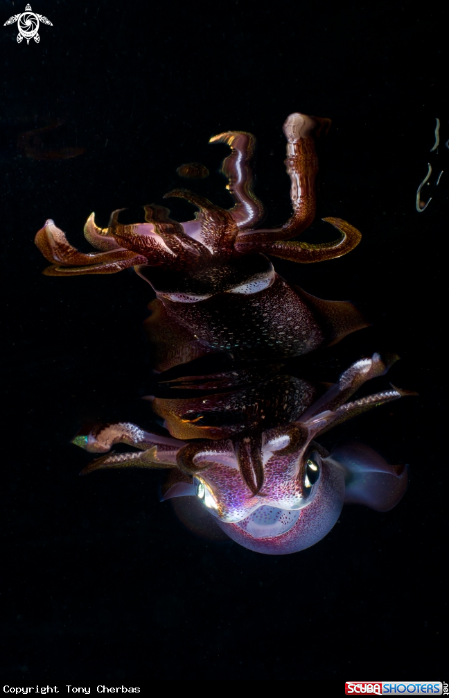 A Reef Squid and Reflection