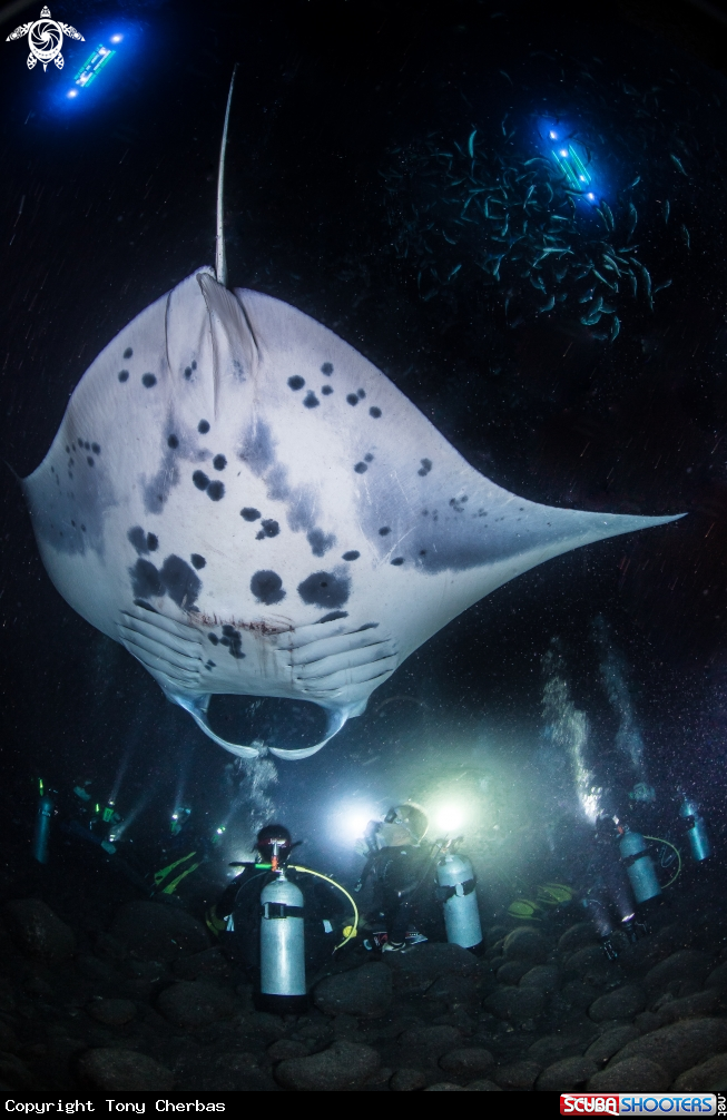 A Manta Ray Night Dive