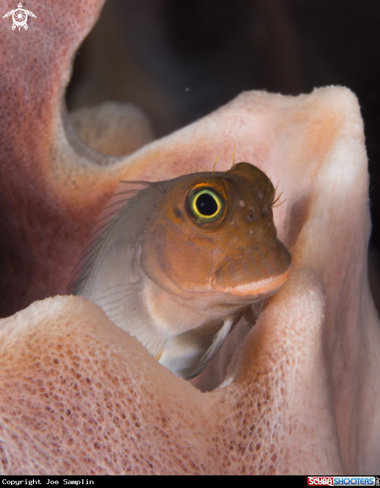 A GOBY